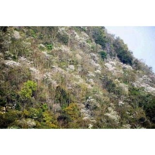 Mật ong trắng (hoa blong song) chai 1lit