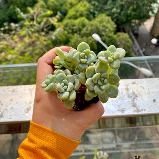 Sen Đá Sỏi Thiên Thanh ( thơm nhẹ ) - size Bầu ( 5-6cm ) - Đơn 80k : 14h->21h có quà tặng ạ