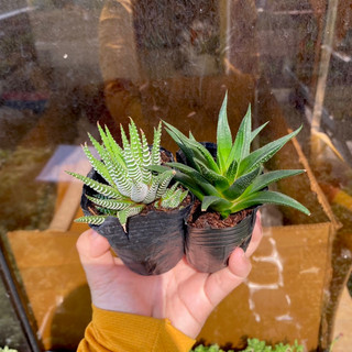 Xương Rồng Móng Rồng ( 4cm ) - Đơn 80k : 14h->21h có quà tặng ạ