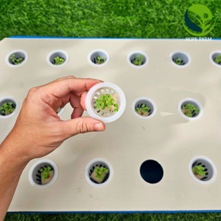  Combo 2 Thùng Trồng Rau Thủy Canh Tĩnh 18 lỗ và Rọ siêu bền 
