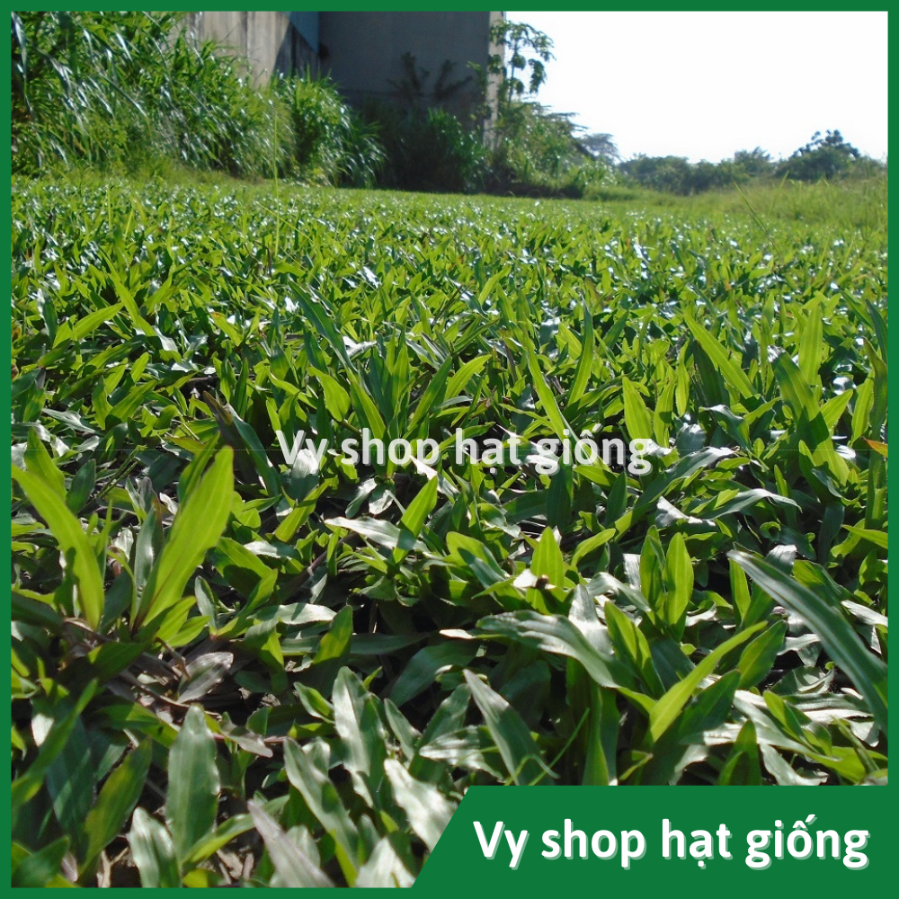  Gói 100g hạt giống cỏ lá gừng  cỏ lá tre  trồng thảm sân vườn công viên 