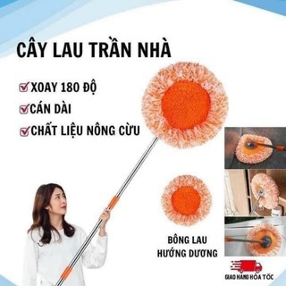 cây lau trần nhà hoa hướng dương