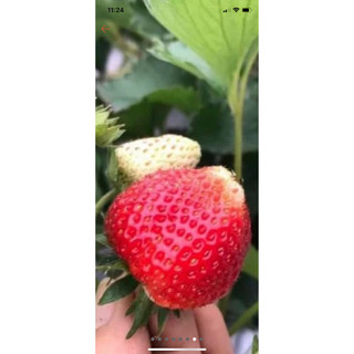 DÂU TÂY ĐÀ LẠT THƠM NGON NỨC À 🍓🍓🍓