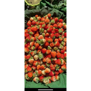 DÂU TÂY ĐÀ LẠT THƠM NGON NỨC À 🍓🍓🍓