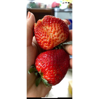 DÂU TÂY ĐÀ LẠT THƠM NGON NỨC À 🍓🍓🍓