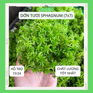 Dớn tươi, dớn sống Sphagnum (chậu 7x7cm) I Ba Tri Nhỏ