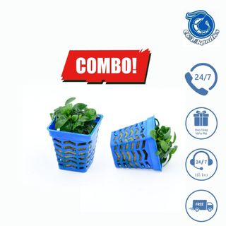 Cây thủy sinh ráy nana , ráy lá nhỏ ,không cần co2 combo giá rẻ