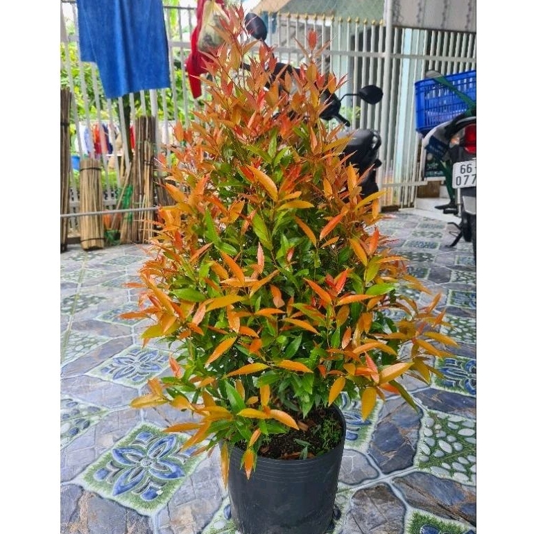 Cây Hồng Lộc 70cm-1m