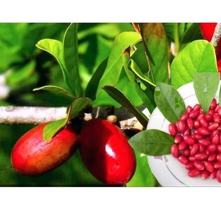Cây thần kỳ( đang  trái và hoa)