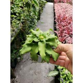 Cây Dứa Hồng Phụng