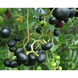 Gốc dây trái giác/ nho rừng miền Tây để giâm trồng