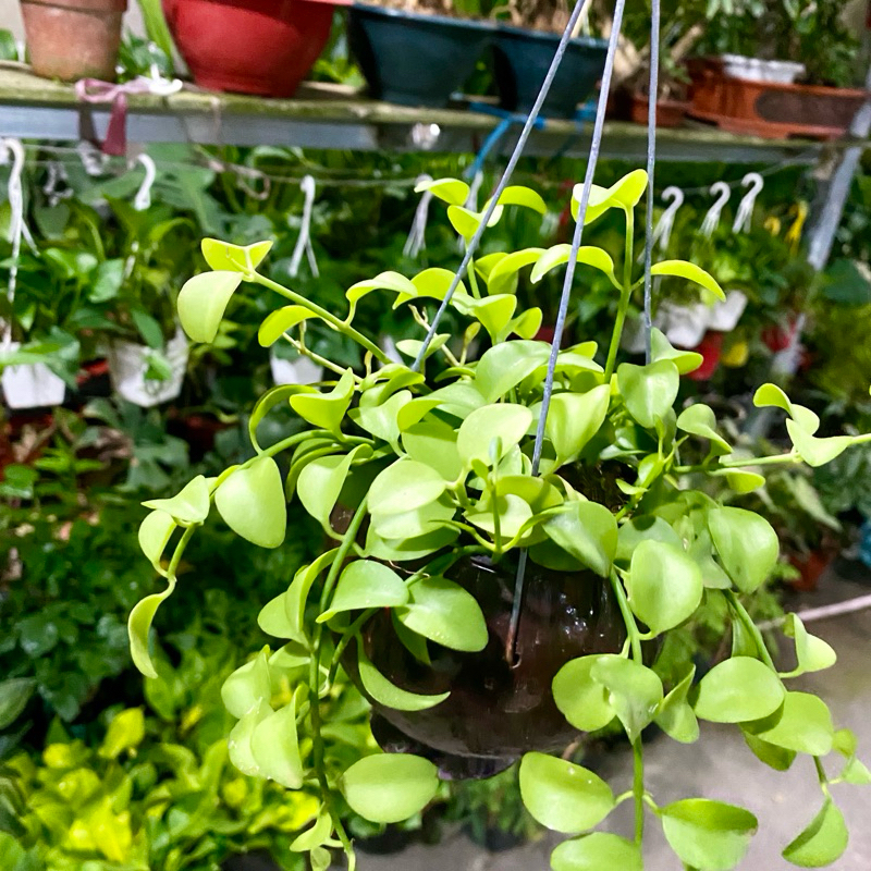 Cây dola treo mini kèm chậu gáo dừa ( chỉ giao hoả tốc)