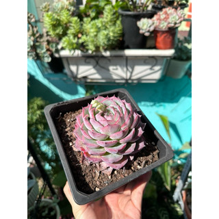 Sen đá hồng lai size chậu 15cm - sen nhập trung