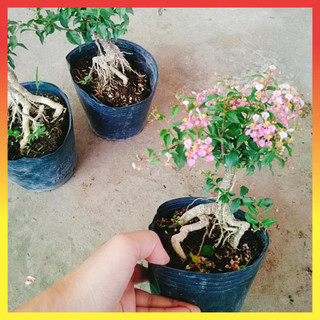 Cây hồng ngọc mai