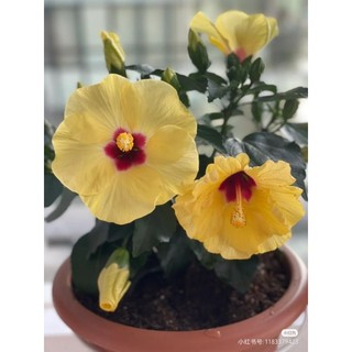 Cây Bông Bụp cánh đơn(tặng kèm phân bón)