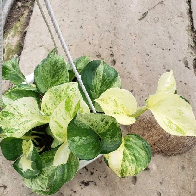 Cây trầu bà Trầu Bà Manjula Pothos (Trầu bà Ngọc Bích, )