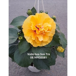 Cây hoa dâm bụt/râm bụt thái, hoa vàng kép.