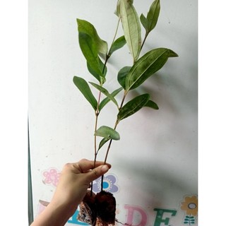 Cây giống sim rừng ăn quả