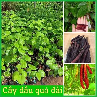 Cây dâu tằm quả dài làm giống .
