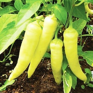 Hạt giống ớt sừng 0.1g