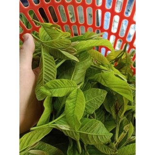 500g lá ổi tươi