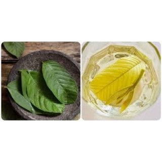 500g lá ổi tươi