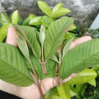 500g lá ổi tươi