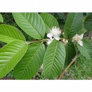 500g lá ổi tươi