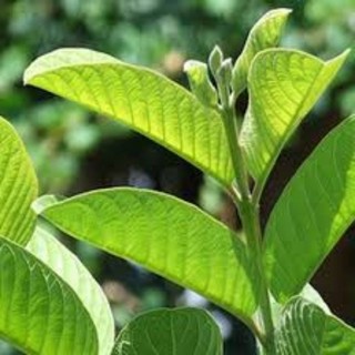 500g lá ổi tươi