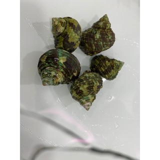 Combo 5 Vỏ ốc mặt trăng size vừa và nhỏ