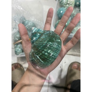 Vỏ ốc xà cừ xanh size to
