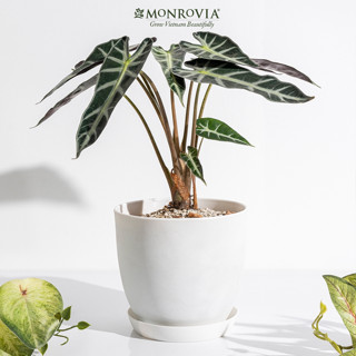 Chậu cây để bàn cao cấp MONROVIA M9 trắng cho hoa, cây cảnh, bonsai, ngoài trời, để bàn