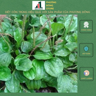 Hạt giống rau mã đề pn 279