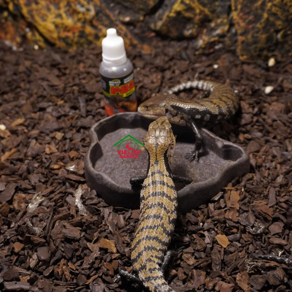 Men tiêu hóa cho bò sát | Vietpetgarden