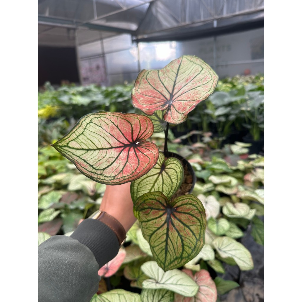 Môn đốm màu đẹp mắt🍀🌱Caladium Cây trồng trang trí, giá rẻ, để bàn