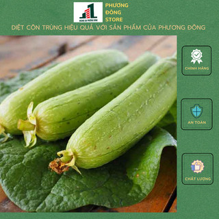 Hạt giống mướp hương 1g