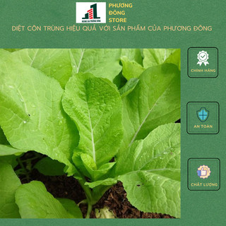Hạt giống cải mơ 20g
