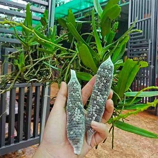 Phân Dê Trồng Lan Greenhome, Túi Lưới Dài 10cm, Đã Qua Xử Lý, Không Mùi, Kích Rễ Phong Lan, Hoa Đậm Màu Lâu Tàn