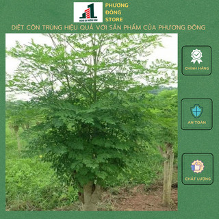 Hạt giống chùm ngây 1g
