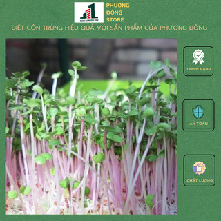 Hạt giống mầm củ cải đỏ 30g