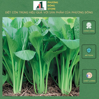 Hạt giống cải ngọt 20g