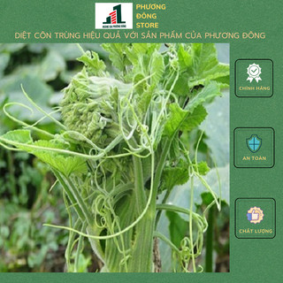 Hạt giống bí đỏ ngọn 10g