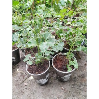 Combo 3 cây giống Đinh Lăng lá tròn (đinh lăng đồng t.iền)