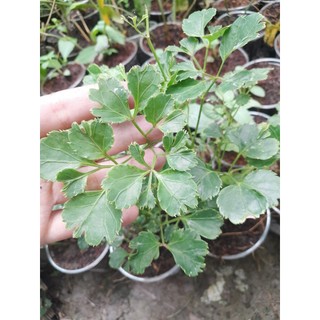 Combo 3 cây giống Đinh Lăng lá tròn (đinh lăng đồng t.iền)