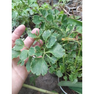 Combo 3 cây giống Đinh Lăng lá tròn (đinh lăng đồng t.iền)