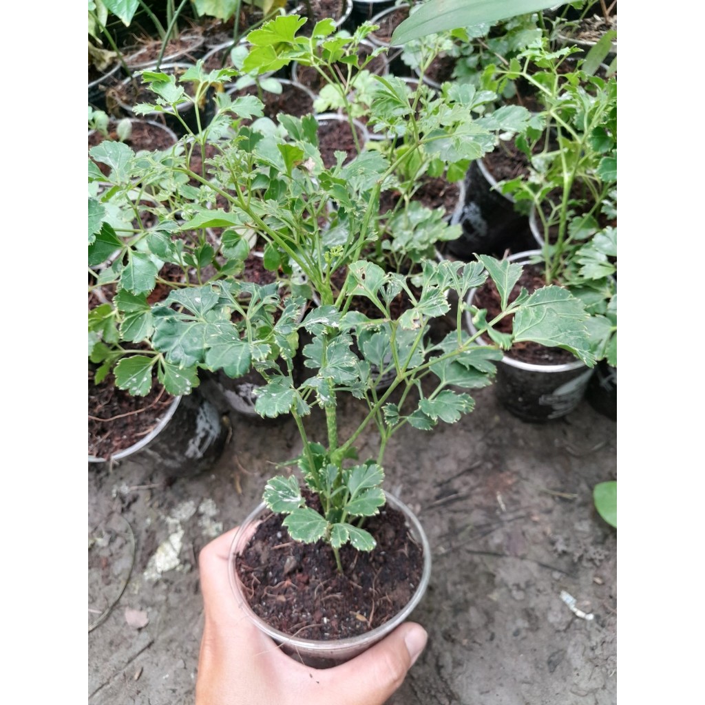 Combo 3 cây giống Đinh Lăng lá tròn (đinh lăng đồng t.iền)