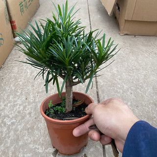 Cây tùng la hán để bàn trồng phong thuỷ thích hợp trang trí văn phòng bàn làm việc