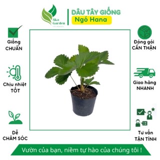 Cây ngó dâu tây Nhật Hana chịu nhiệt đã ổn định | Ska Garden