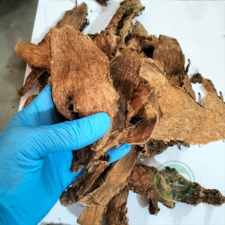 Móp gai khô - Thảo dược Tấn Phát