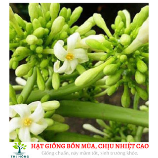 Hạt giống hoa đu đủ đực gói khoảng 30 hạt